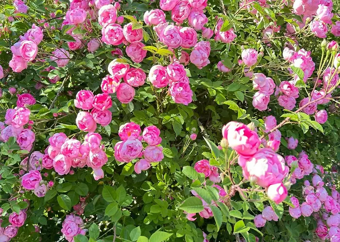 Feldrandlage - Mit Balkon Und Eigenem Parkplatz Ubytování v soukromí *